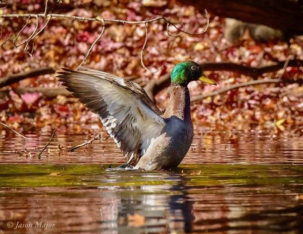 Jason Major at Goddard State Park